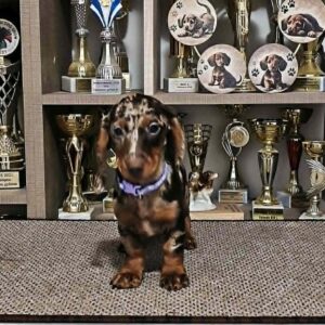 Pebbles Dachshund Pebbles Dachshund