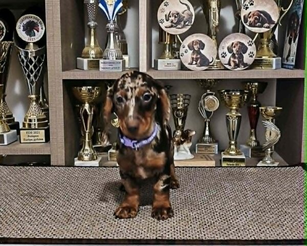 Pebbles Dachshund Pebbles Dachshund