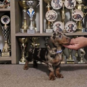 Pebbles Dachshund Pebbles Dachshund
