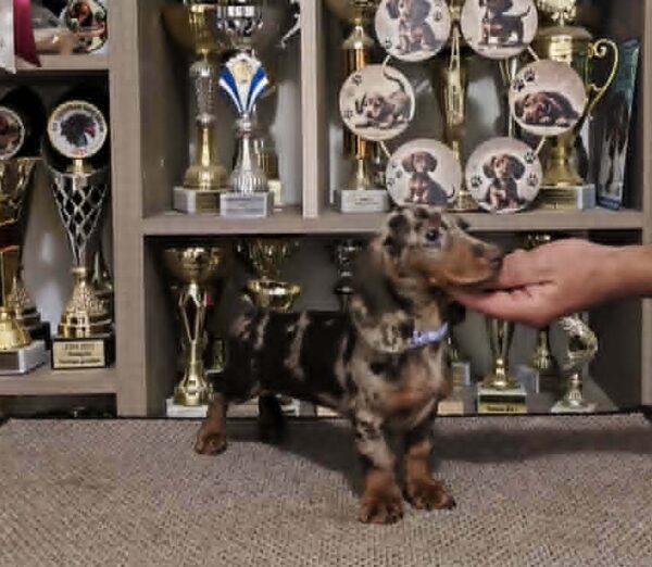 Pebbles Dachshund Pebbles Dachshund