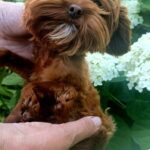 Penelope-female-Maltipoo-puppy-for-sale-1