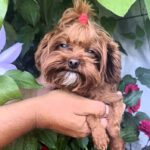 Penelope-female-Maltipoo-puppy-for-sale-2
