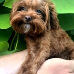 Penelope-female-Maltipoo-puppy-for-sale-3