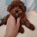 Penelope-female-Maltipoo-puppy-for-sale-4