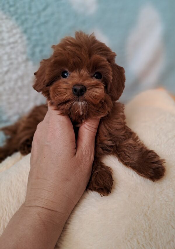 Penelope Maltipoo Penelope Maltipoo