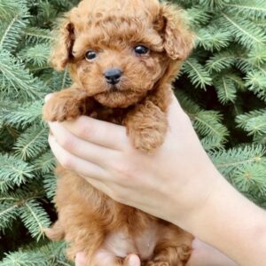 Penelope Toy Poodle Penelope Toy Poodle