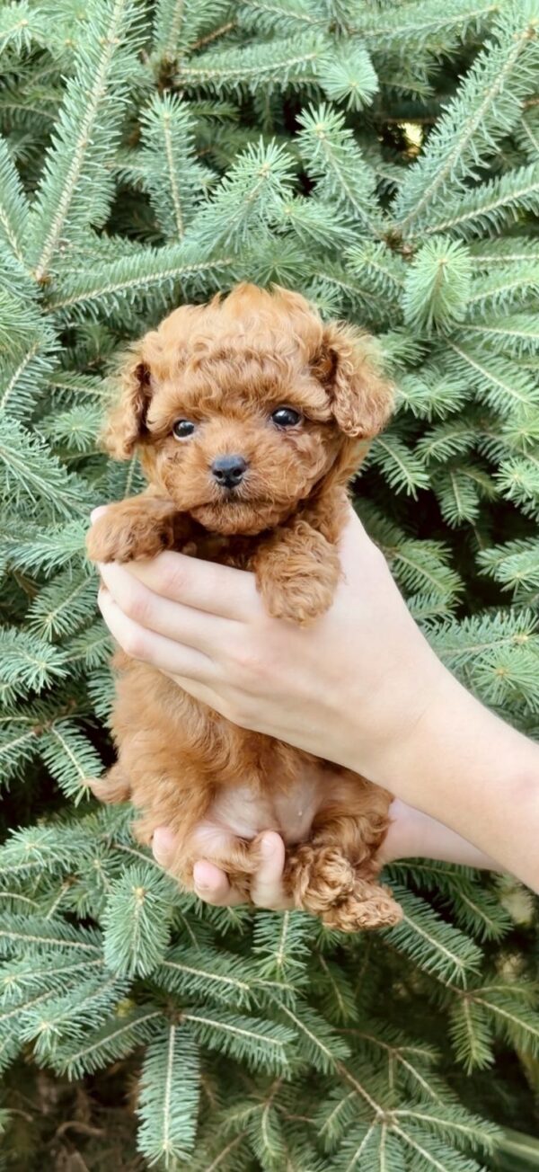 Penelope Toy Poodle Penelope Toy Poodle