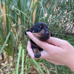 Penny-female-Miniature-Dachshund-puppy-for-sale (1)