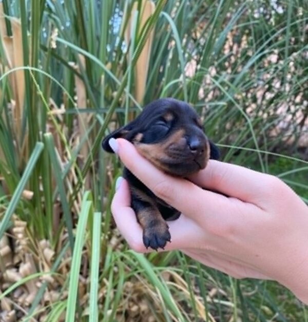 Penny Miniature Dachshund Penny Miniature Dachshund