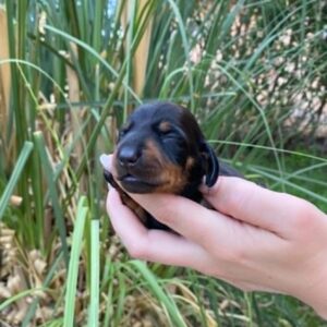 Penny Miniature Dachshund Penny Miniature Dachshund