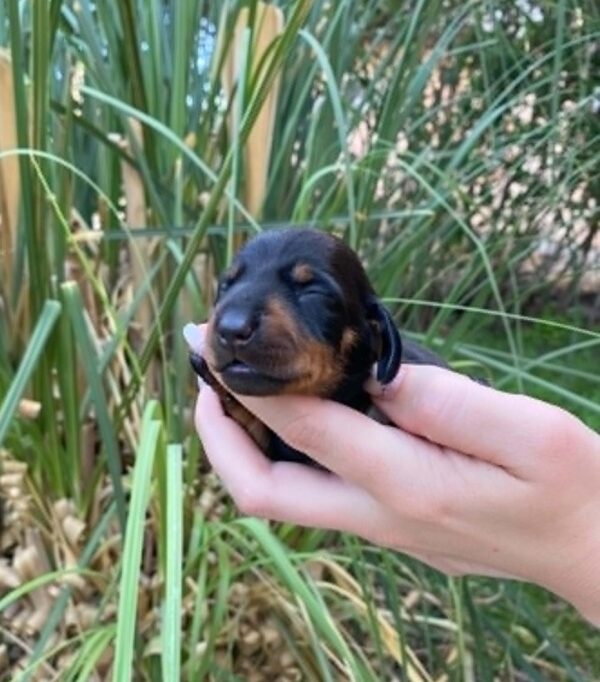 Penny Miniature Dachshund Penny Miniature Dachshund