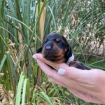 Penny-female-Miniature-Dachshund-puppy-for-sale (3)