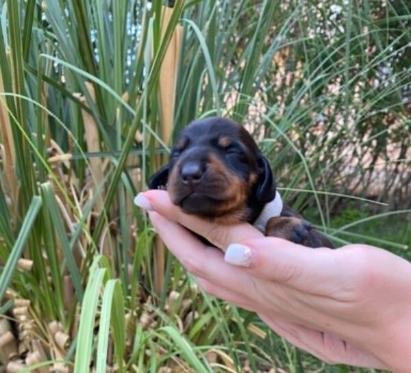 Penny Miniature Dachshund Penny Miniature Dachshund