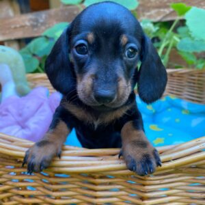Penny Miniature Dachshund Penny Miniature Dachshund