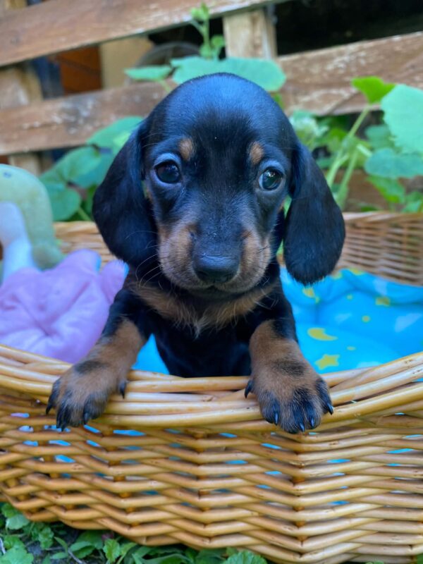 Penny Miniature Dachshund Penny Miniature Dachshund