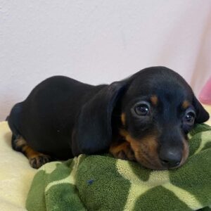 Penny Miniature Dachshund Penny Miniature Dachshund