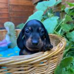 Penny-female-miniature-dachshund-puppy-for-sale- (2)