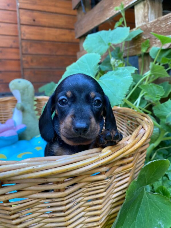 Penny Miniature Dachshund Penny Miniature Dachshund