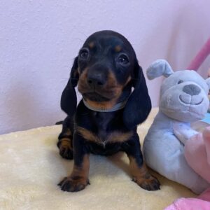 Penny Miniature Dachshund Penny Miniature Dachshund