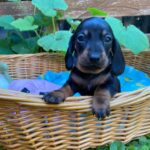 Penny-female-miniature-dachshund-puppy-for-sale- (3)