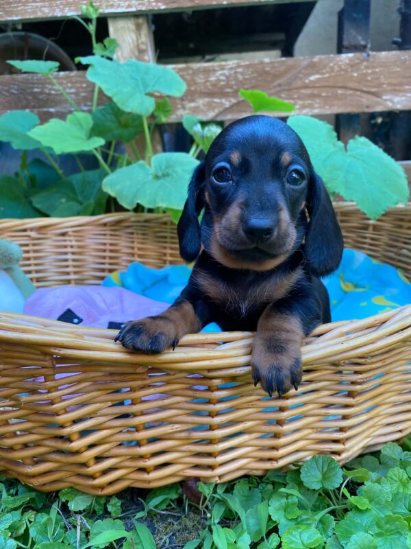 Penny Miniature Dachshund Penny Miniature Dachshund