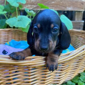 Penny Miniature Dachshund Penny Miniature Dachshund