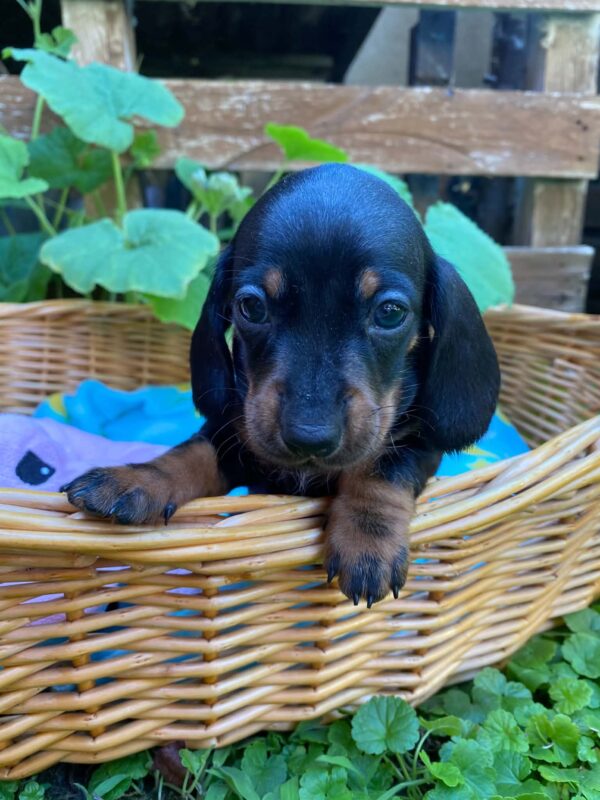 Penny Miniature Dachshund Penny Miniature Dachshund