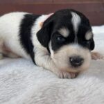 Penny-female-miniature-schnauzer-puppy-for-sale- (3)