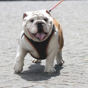 Persey English Bulldog Persey English Bulldog