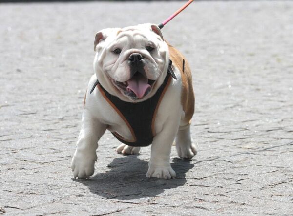 Persey English Bulldog Persey English Bulldog