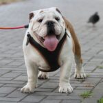 Persey-male-English-bulldog-puppy-for-sale-2
