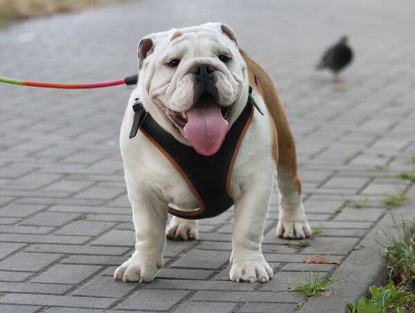 Persey English Bulldog Persey English Bulldog