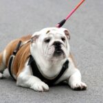 Persey-male-English-bulldog-puppy-for-sale-3