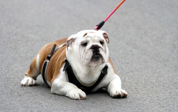 Persey English Bulldog Persey English Bulldog
