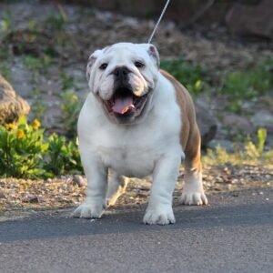 Persey English Bulldog Persey English Bulldog