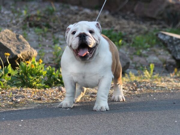Persey English Bulldog Persey English Bulldog