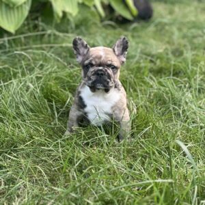 Phantom French Bulldog Phantom French Bulldog