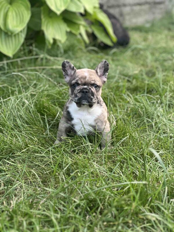Phantom French Bulldog Phantom French Bulldog