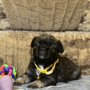 Phoenix Fluffy French Bulldog Phoenix Fluffy French Bulldog