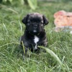 Phoenix-male-French-bulldog-puppy-for-sale-2