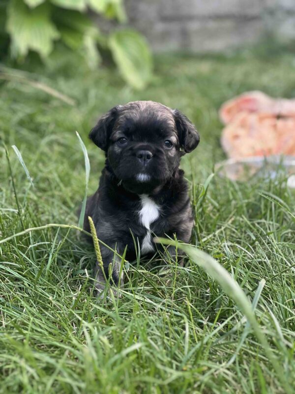 Phoenix Fluffy French Bulldog Phoenix Fluffy French Bulldog