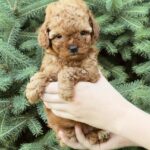 Pippa-female-Poodle-puppy-for-sale-1