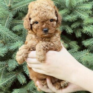 Pippa Toy Poodle Pippa Toy Poodle
