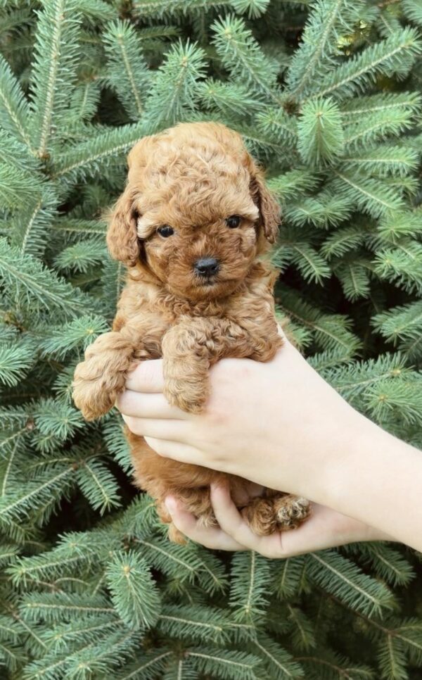 Pippa Toy Poodle Pippa Toy Poodle