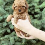 Pippa-female-Poodle-puppy-for-sale-2