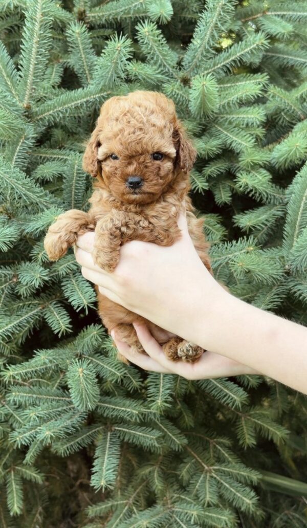 Pippa Toy Poodle Pippa Toy Poodle