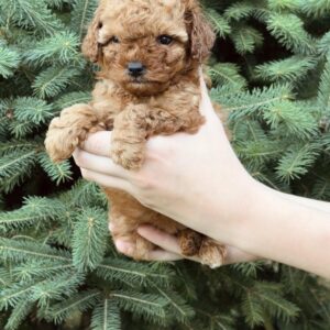 Pippa Toy Poodle Pippa Toy Poodle
