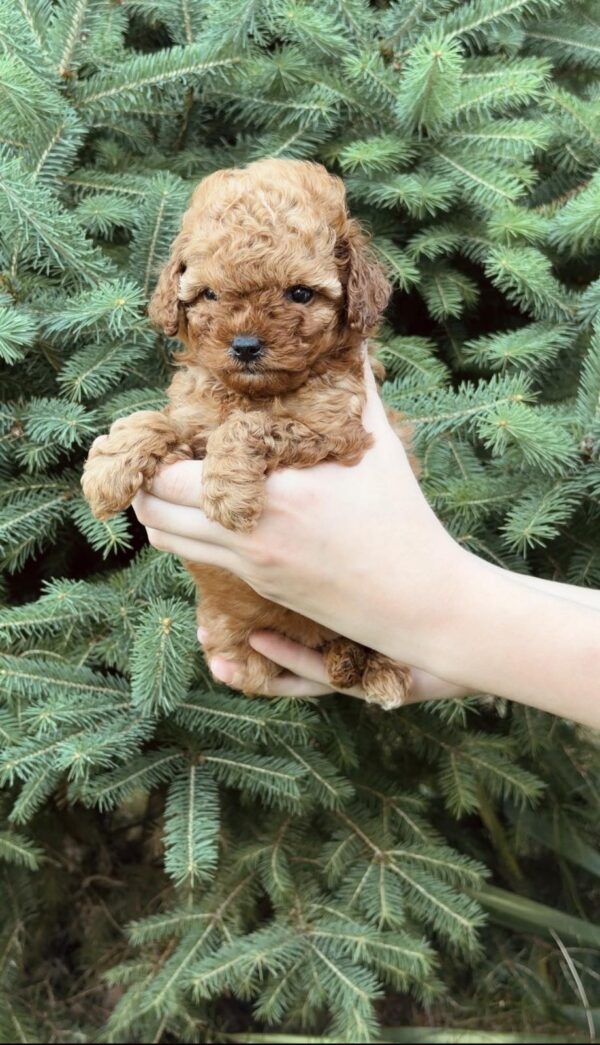 Pippa Toy Poodle Pippa Toy Poodle
