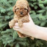 Pippa-female-Poodle-puppy-for-sale-4