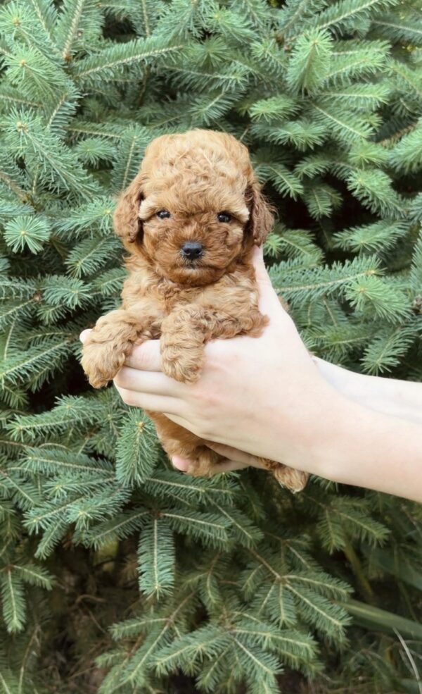 Pippa Toy Poodle Pippa Toy Poodle
